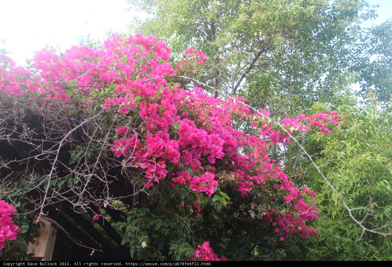 Pink Geranium Flower Blooming on Tree Branch