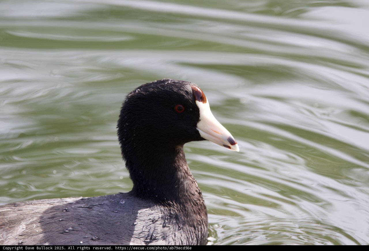 Serene Sight: A Moment with Waterfowl