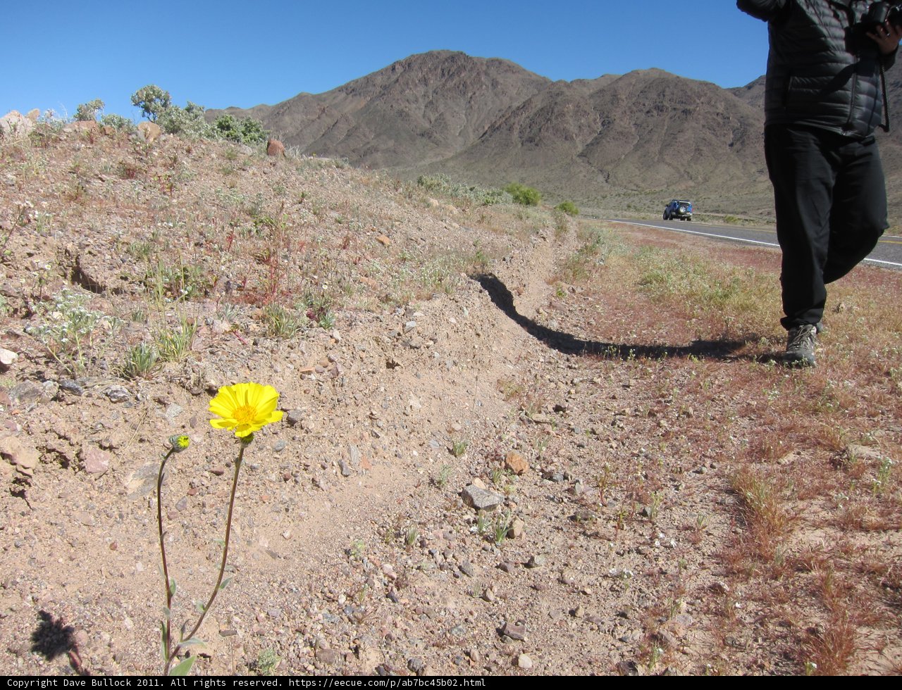 The Yellow Flowered Path