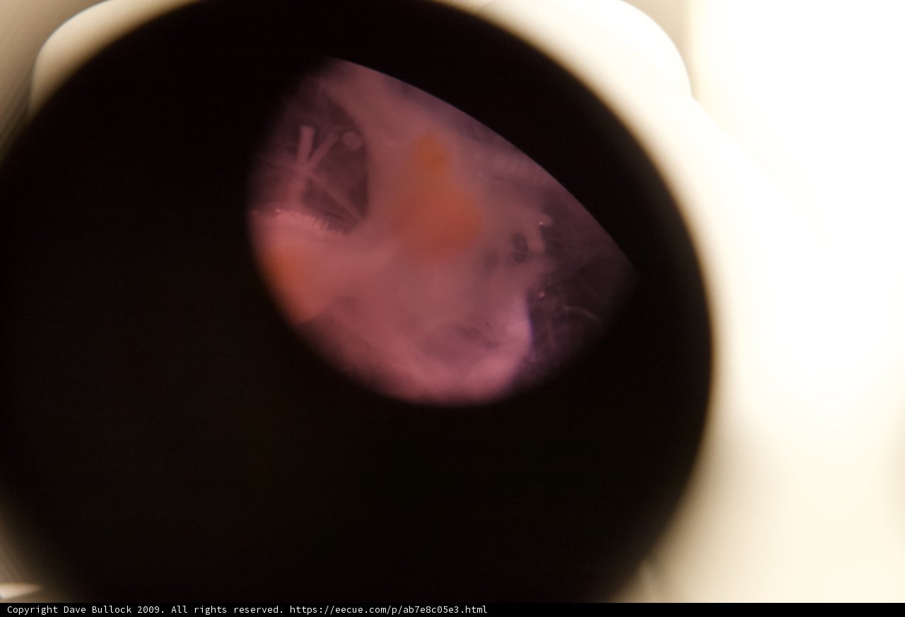 Pink Object in Toilet