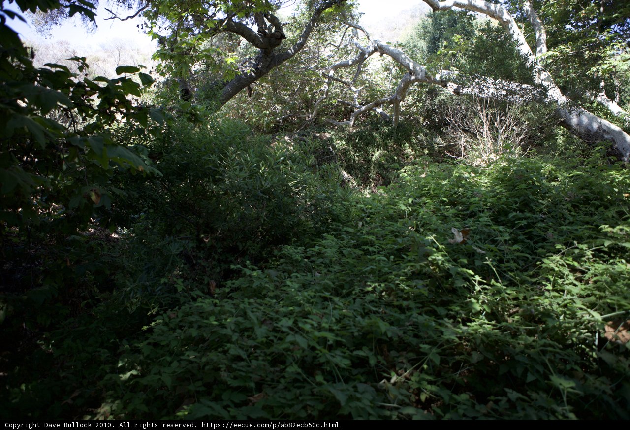 A Serene View of the Rainforest Canopy
