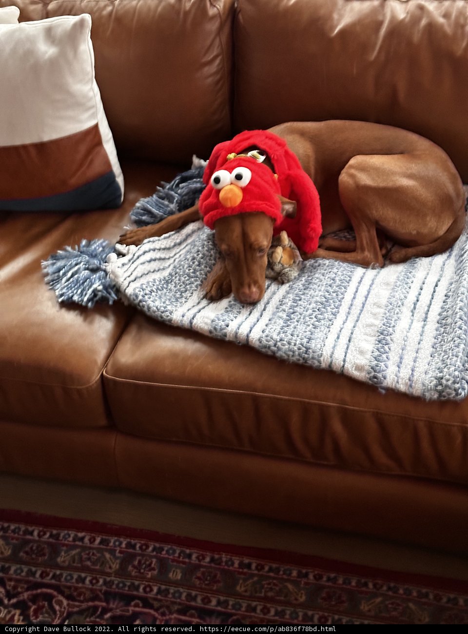 Elmo Dog on a Couch