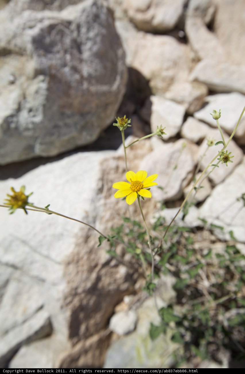 Sunny Daisy in the Desert
