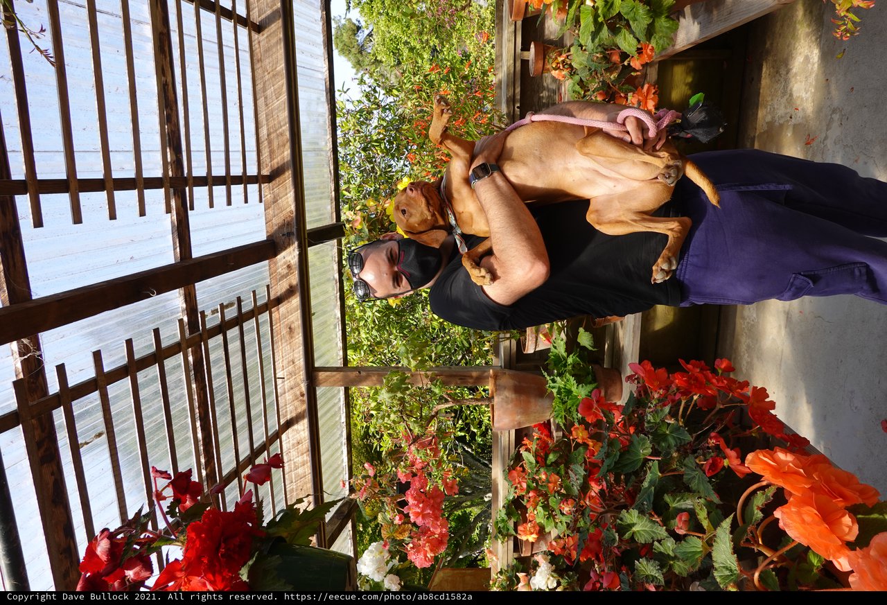 Man with Dog in Vibrant Greenhouse Garden