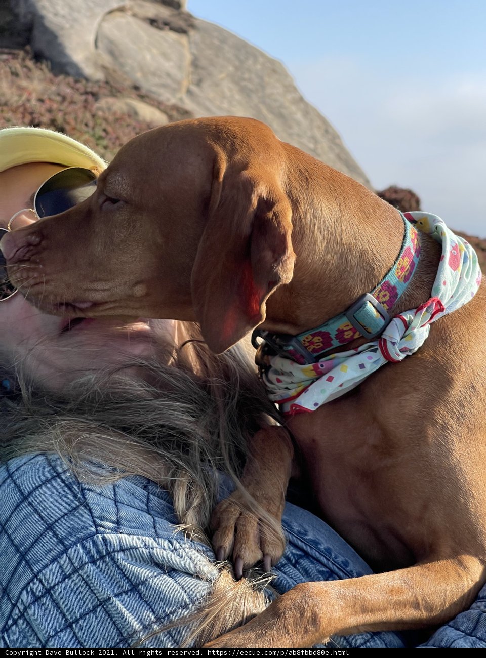 Canine Love Under the Blue Sky