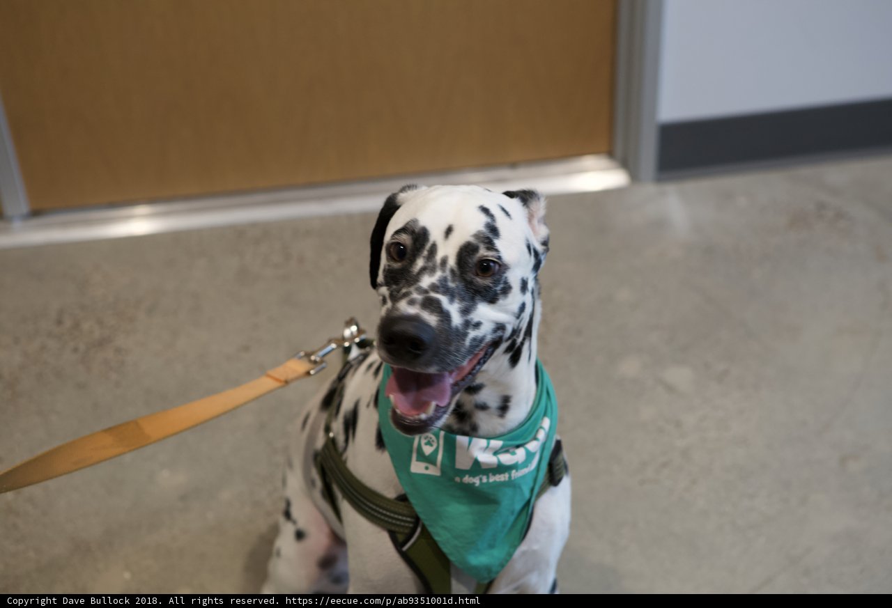Dalmatian in Green