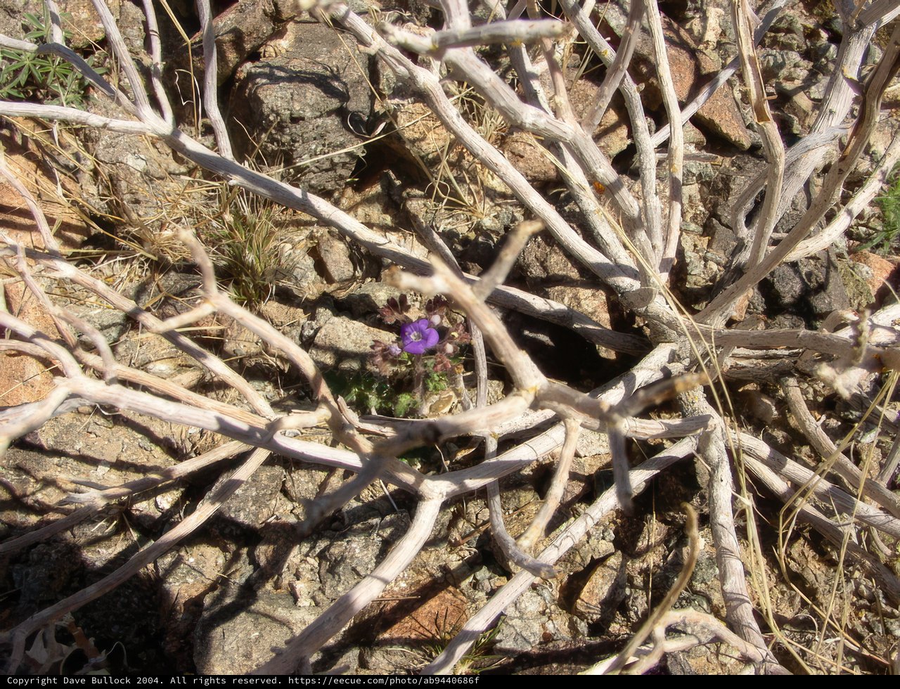 Lonely Blossom