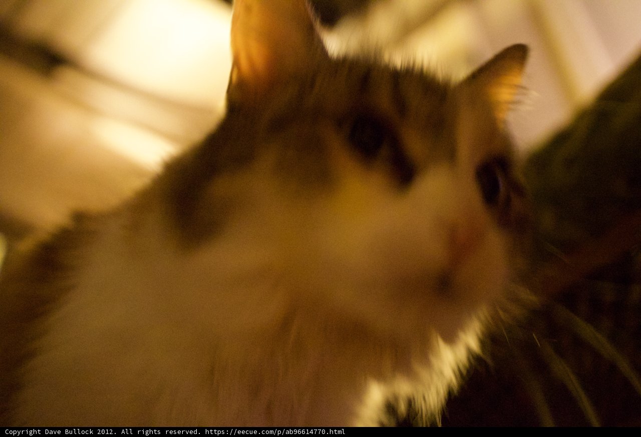 Feline Blur