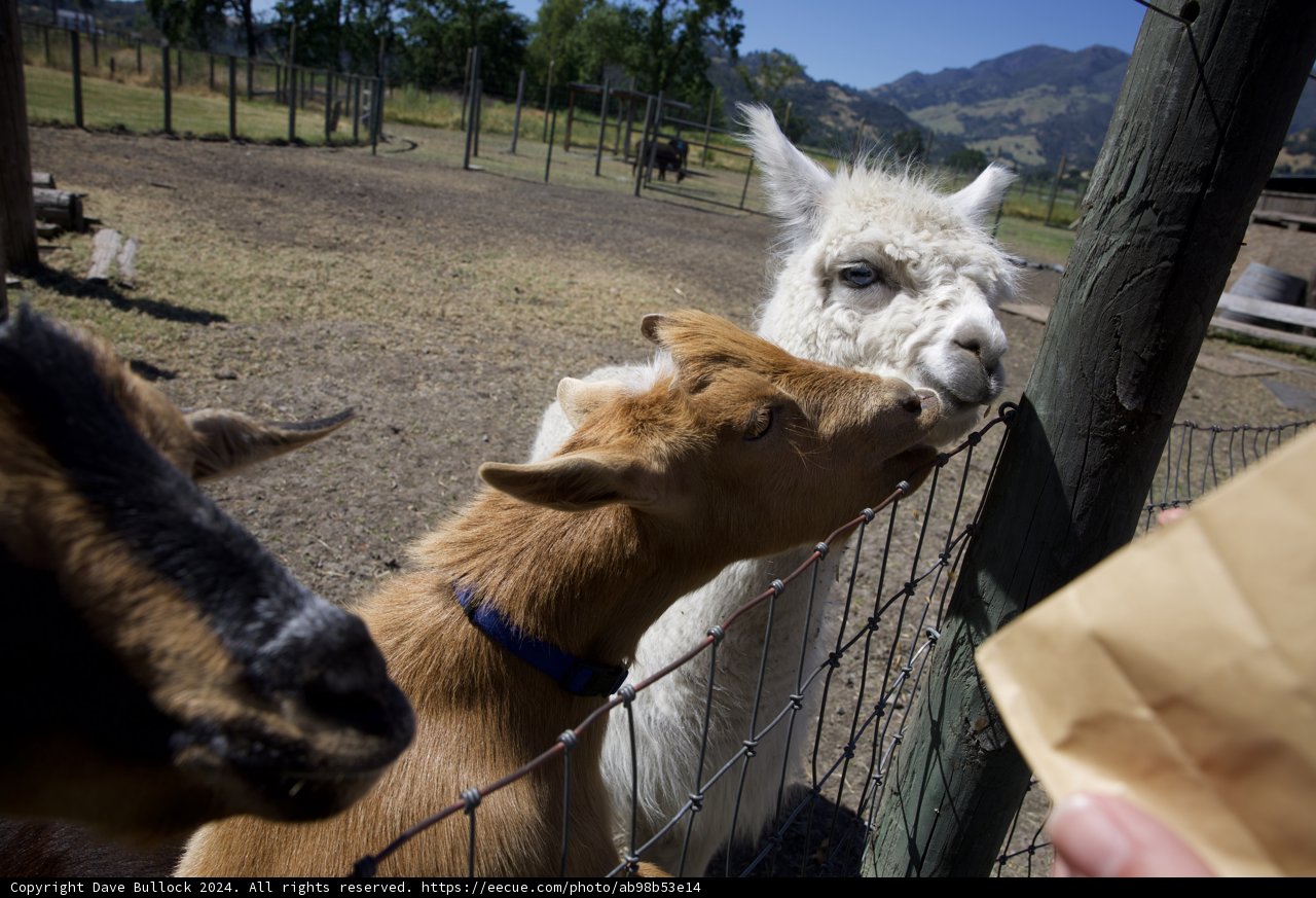 Friendly Farm Faces at Old Faithful Geyser of Calistoga