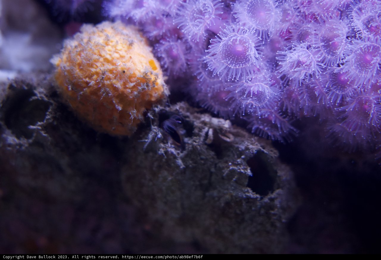 A Colorful Encounter in the Deep