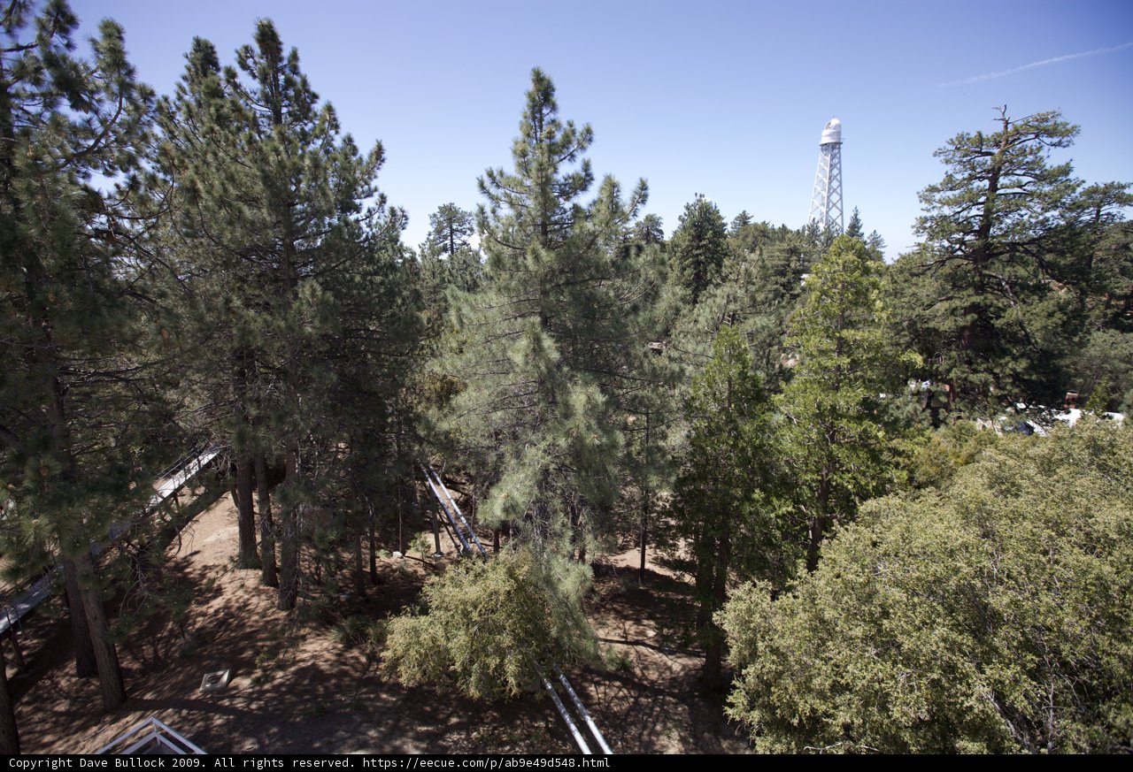 Towering Forest
