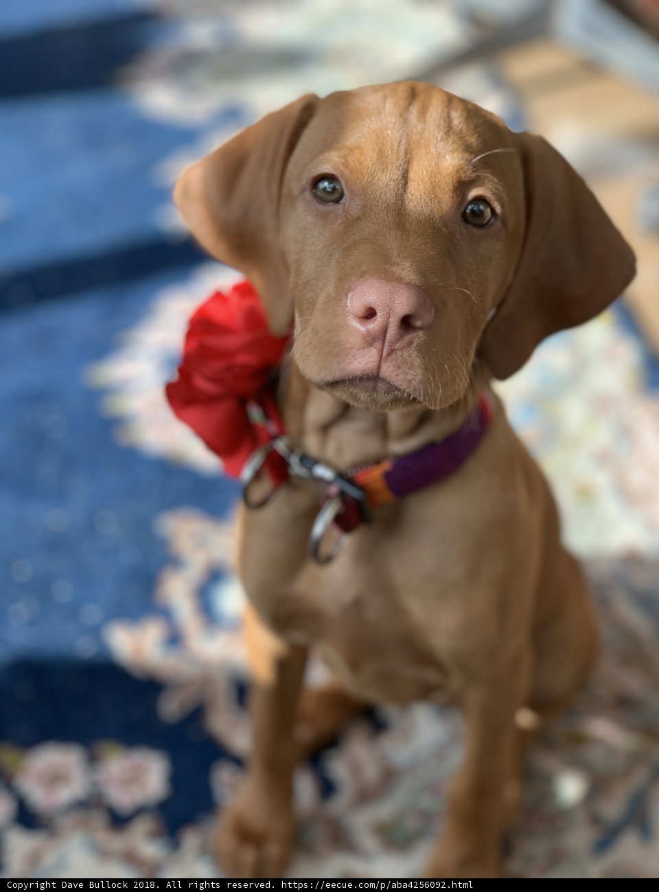 Bow-Wow Chic