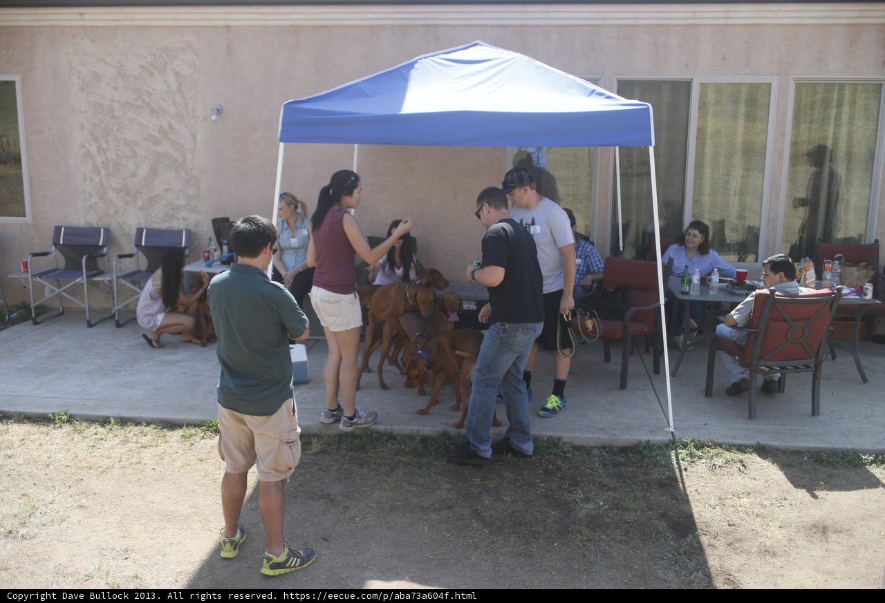 Outdoor Dining with Furry Friends