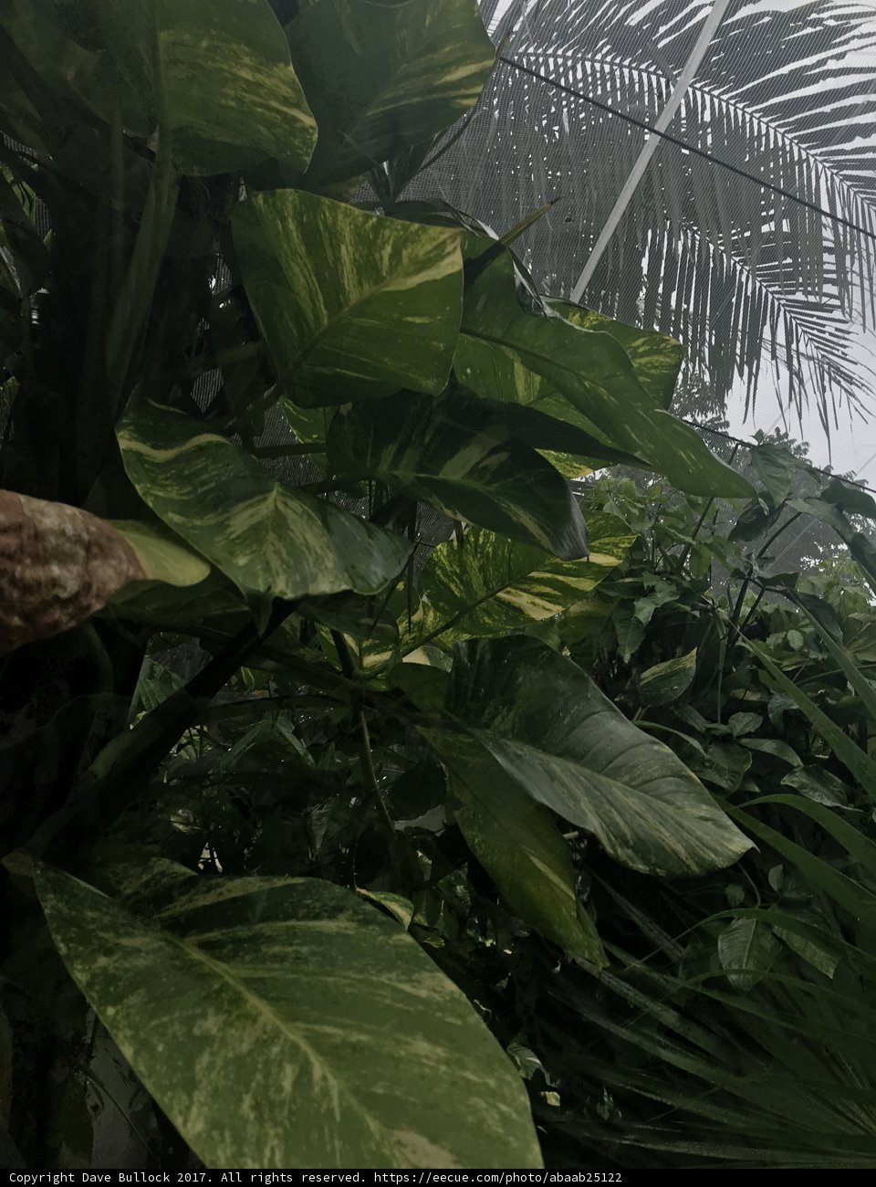Tropical Foliage Takes Over Indoors