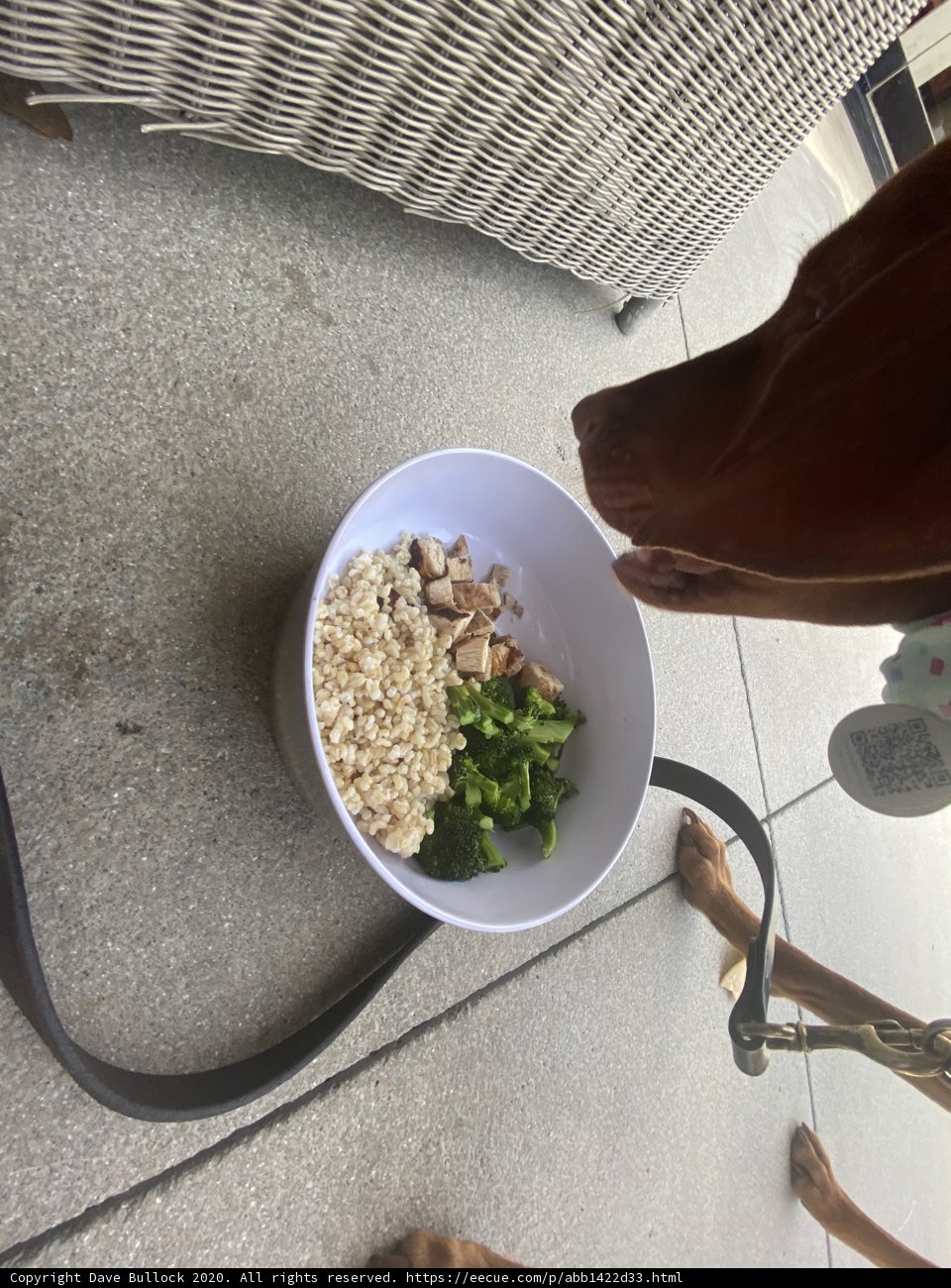 Breakfast with the Pup