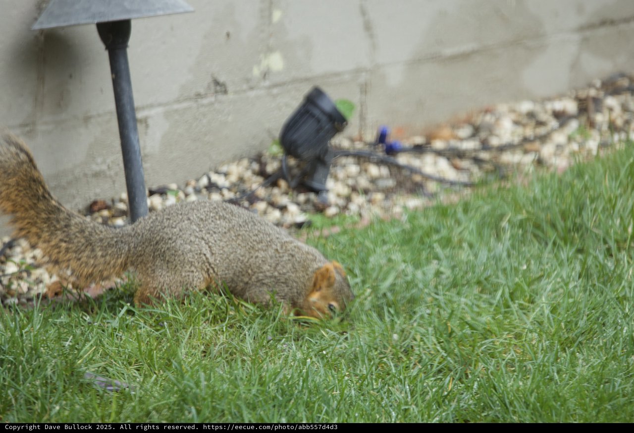 Squirrel Foraging in Backyard Lawn at Dusk