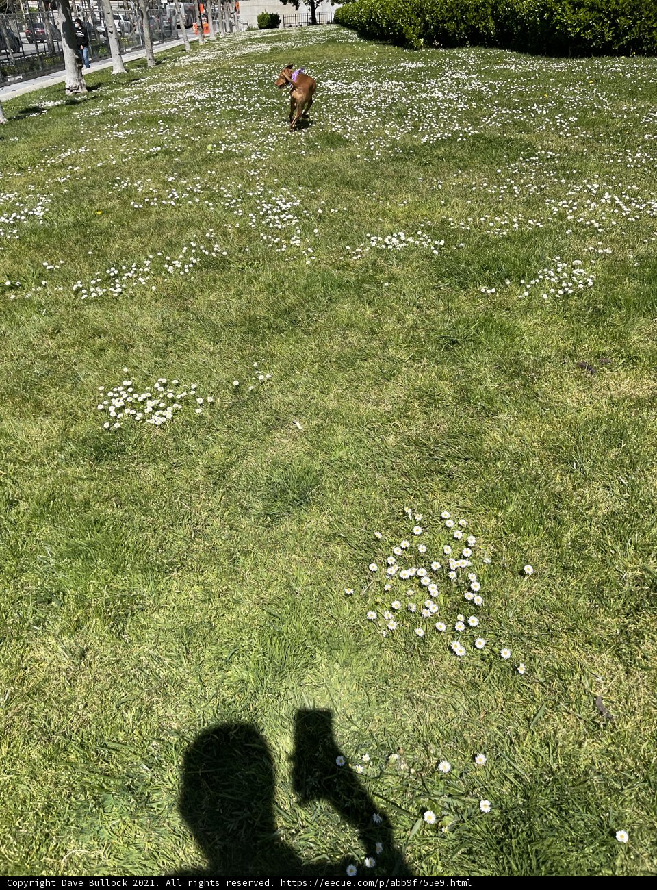 A Peaceful Day in the Field