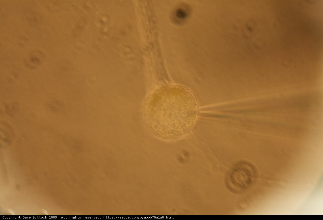 Mysterious Brown Object