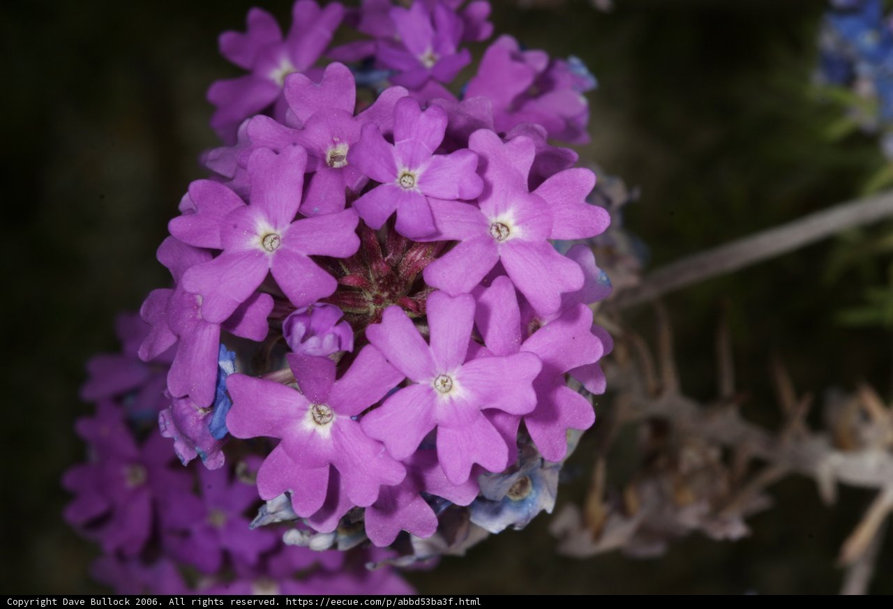 Fields of Purple Geraniums