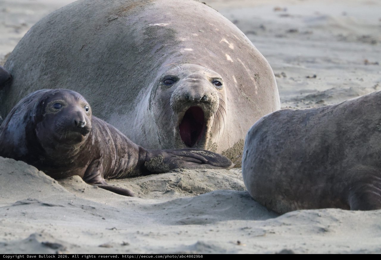Elephant Seal Family at Drakes Beach