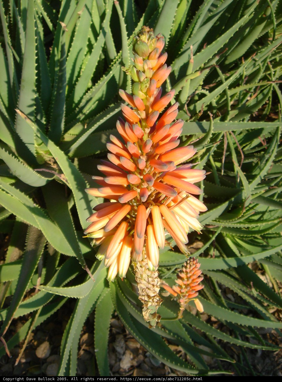Vibrant Orange Flower with Green Foliage