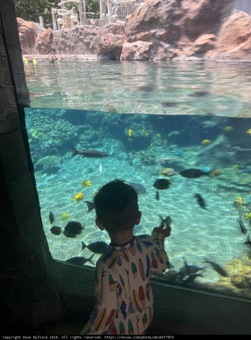 Underwater Wonders