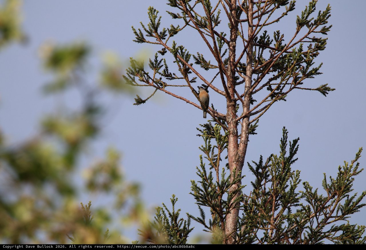 Small Songbird Perched on Evergreen Branch at Dawn