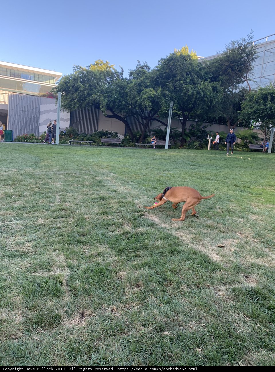 Frisbee Fun in San Francisco