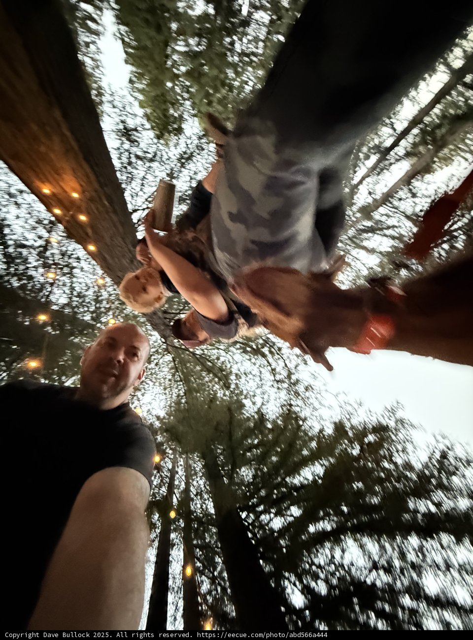 Twilight in the Redwoods