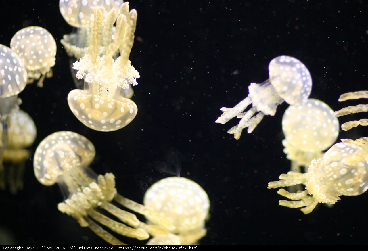 Mesmerizing Jellyfish Dance