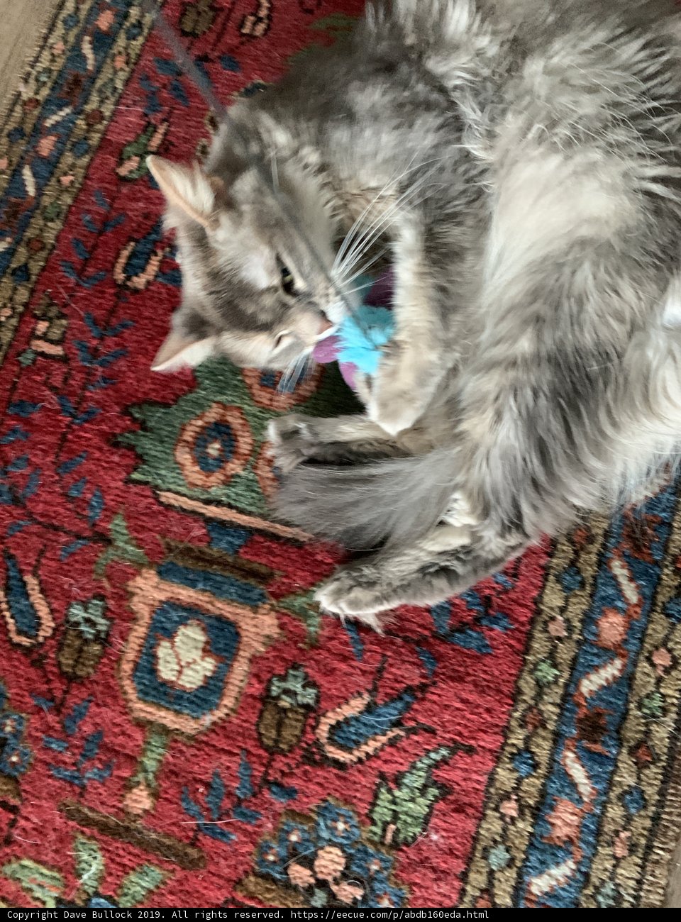 Feline Fun on the Fringed Rug