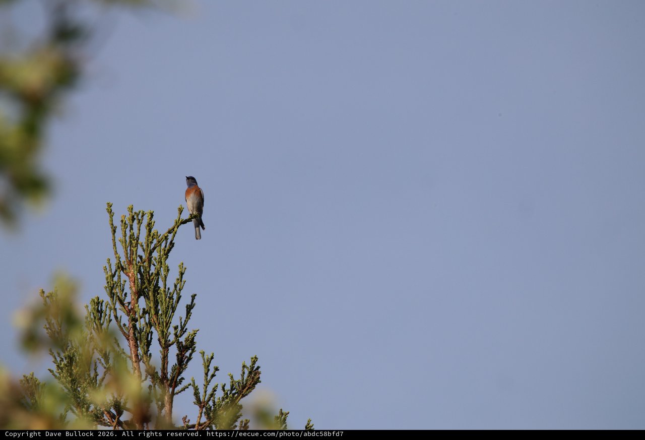 Robin Perched on Cedar Branch Against Clear Sky