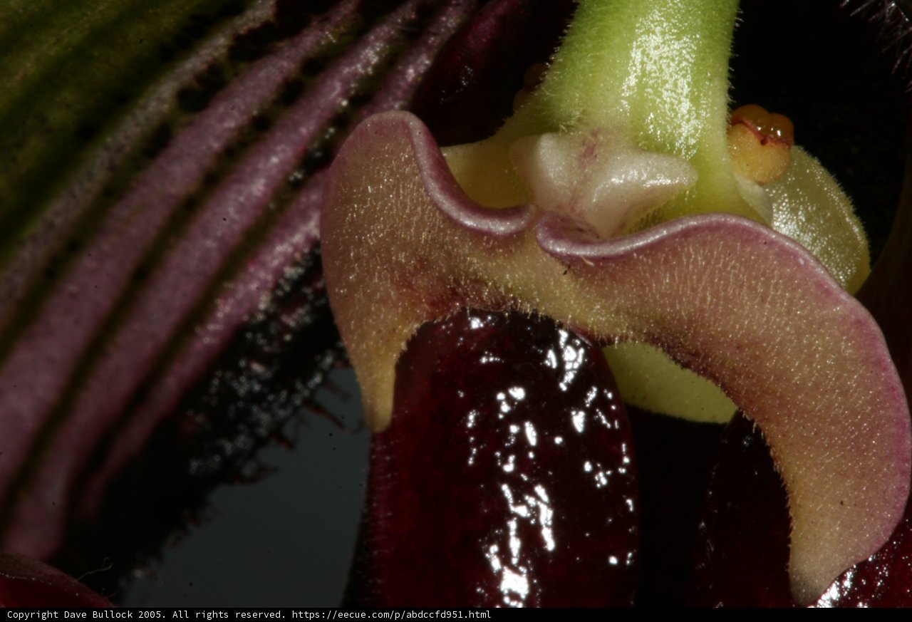Delicate Orchid Bloom