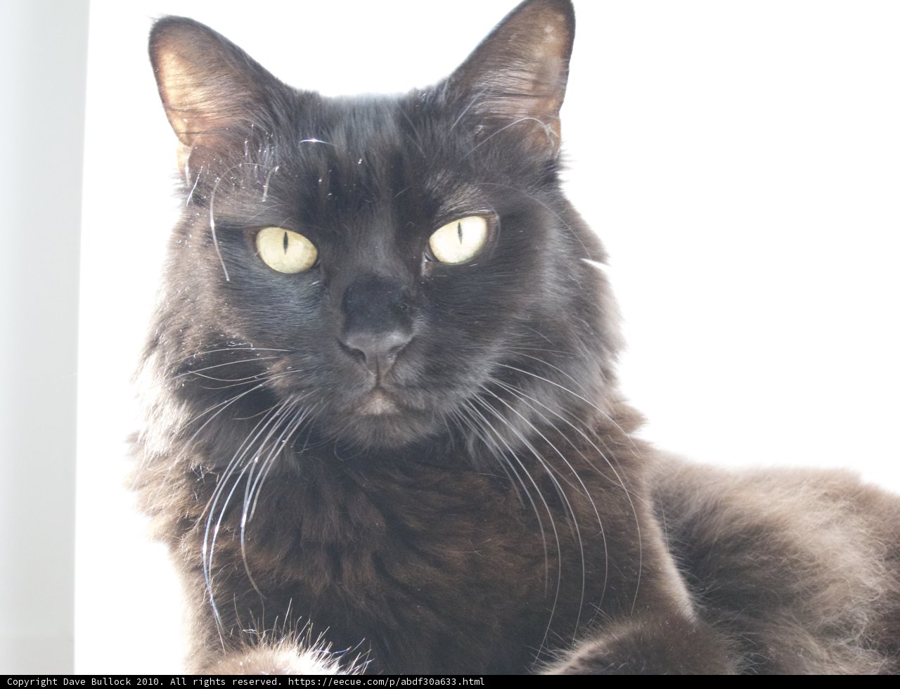 Beautiful Black Cat