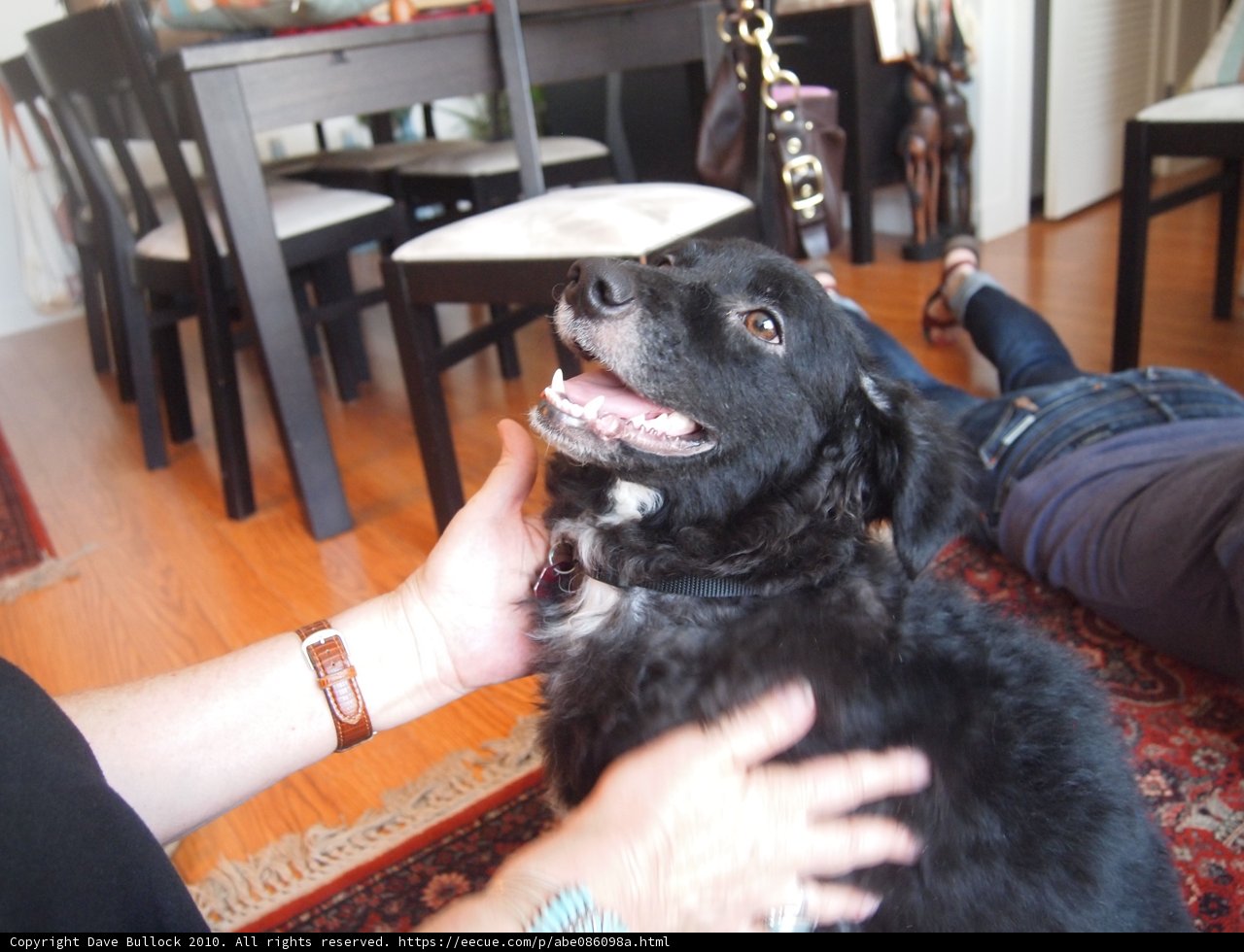 Relaxing with Man's Best Friend