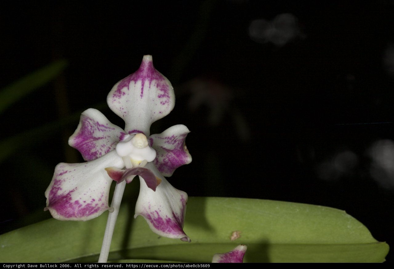 Majestic orchid in the darkness