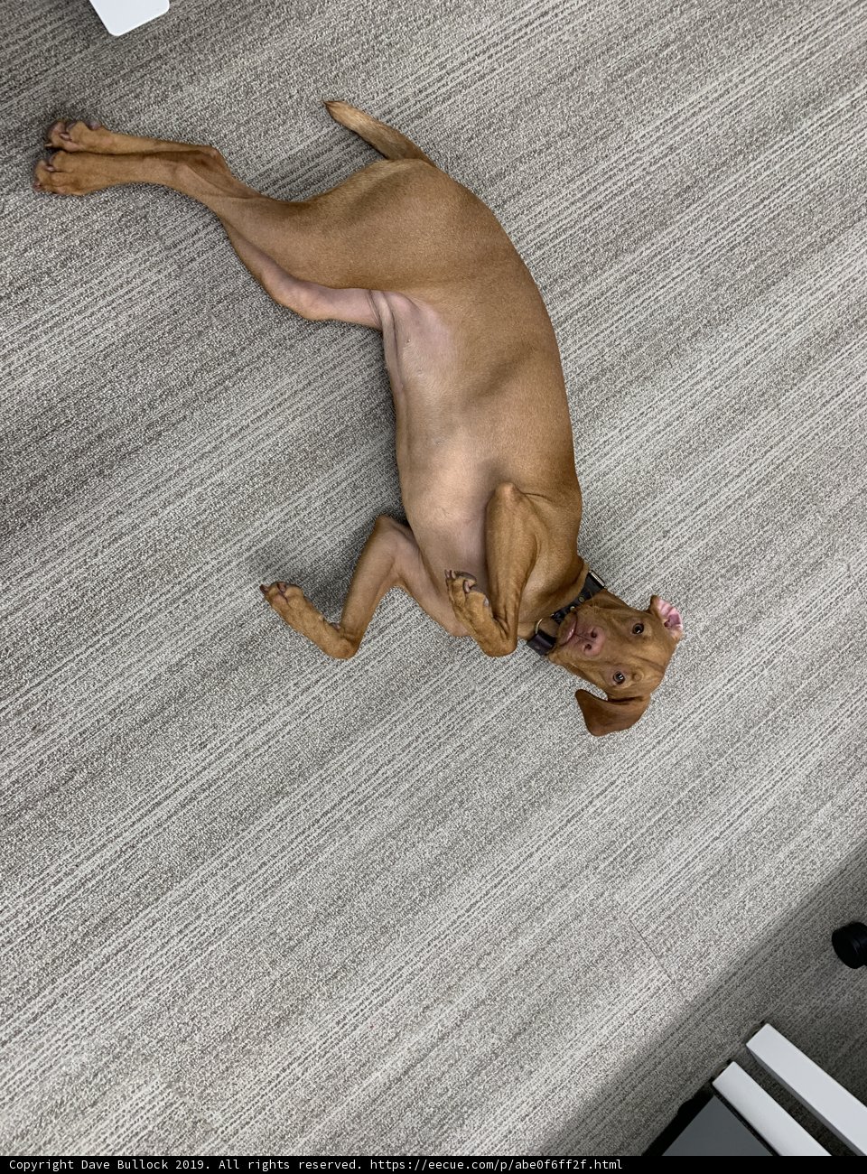 Resting Pup