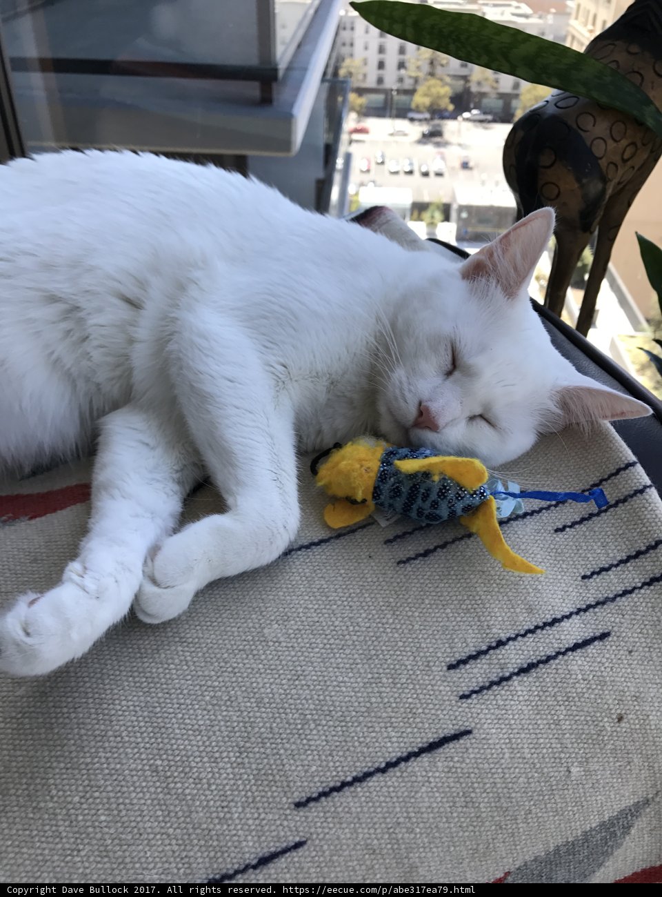 Snoozing with a toy