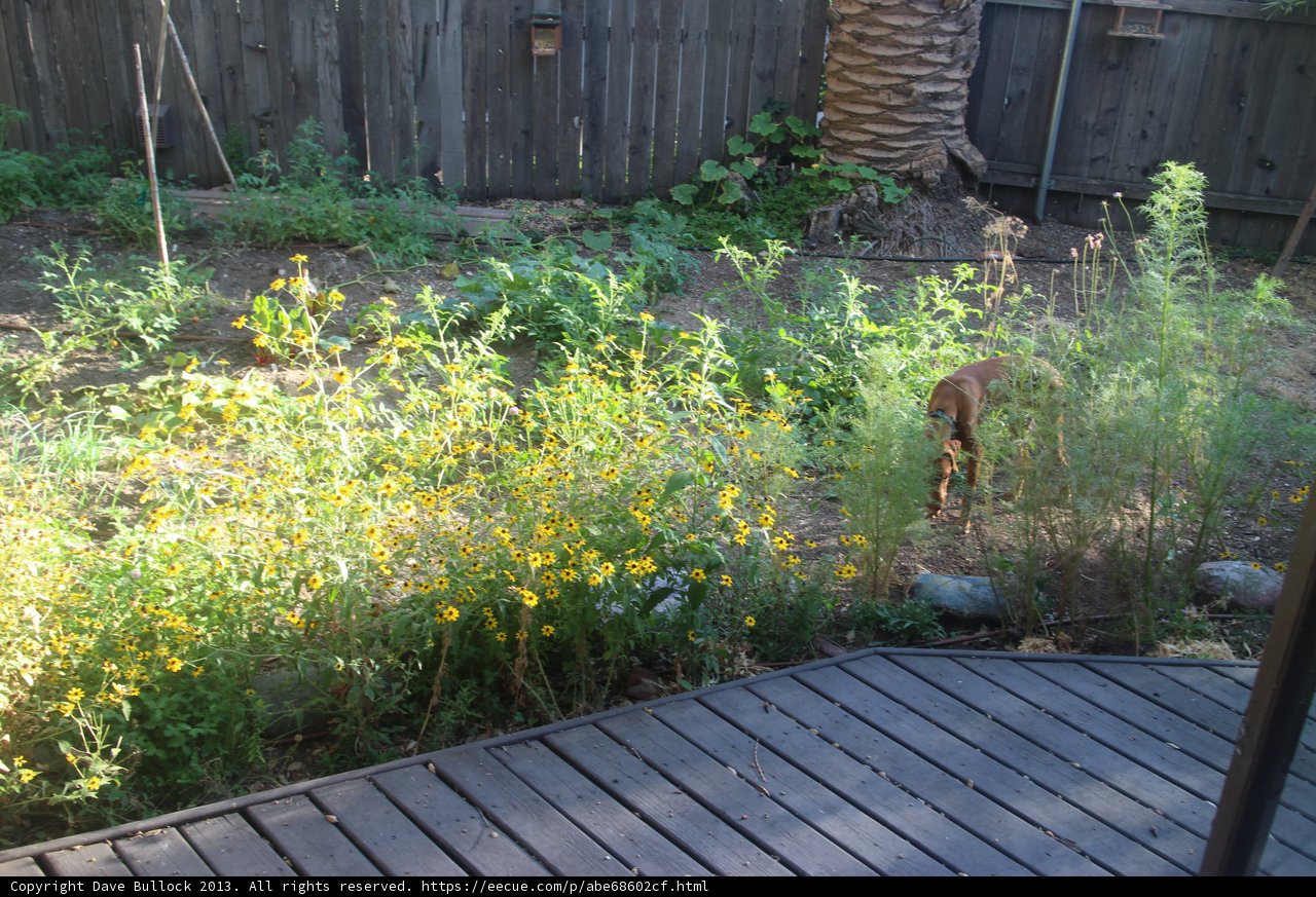 Garden Cat