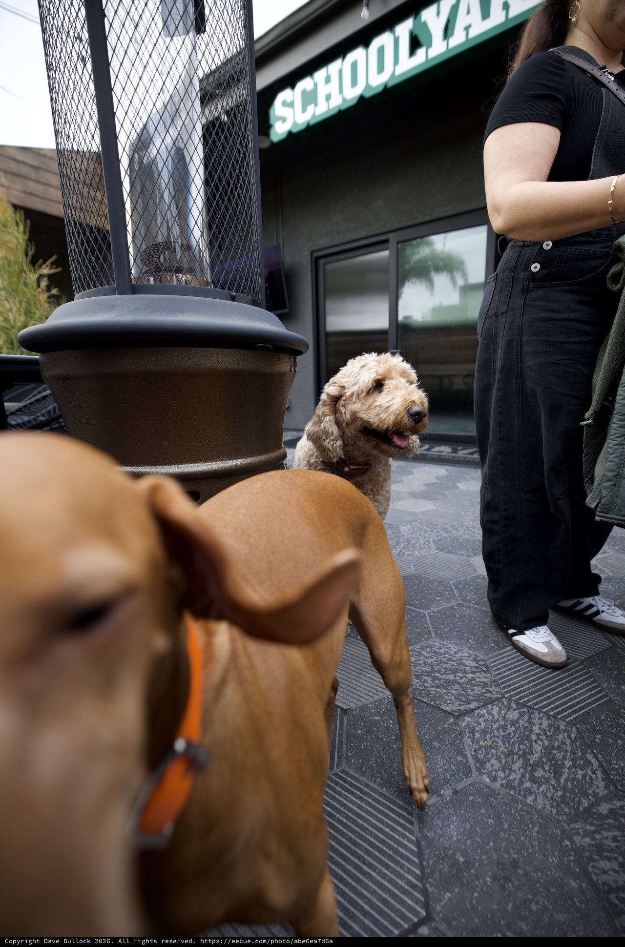 Two Dogs Meeting Outside Schoolyard Cafe