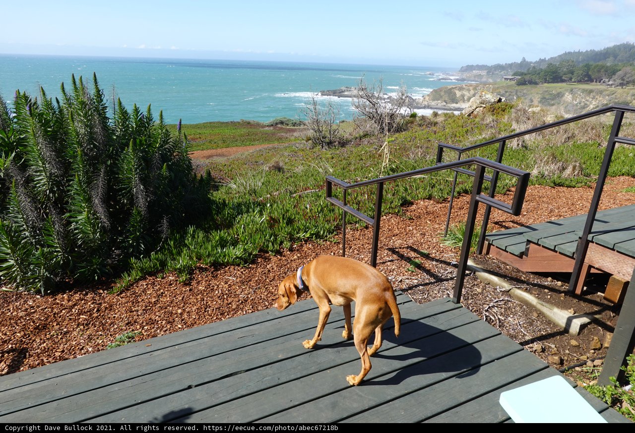 Summer Deck with Canine Companion