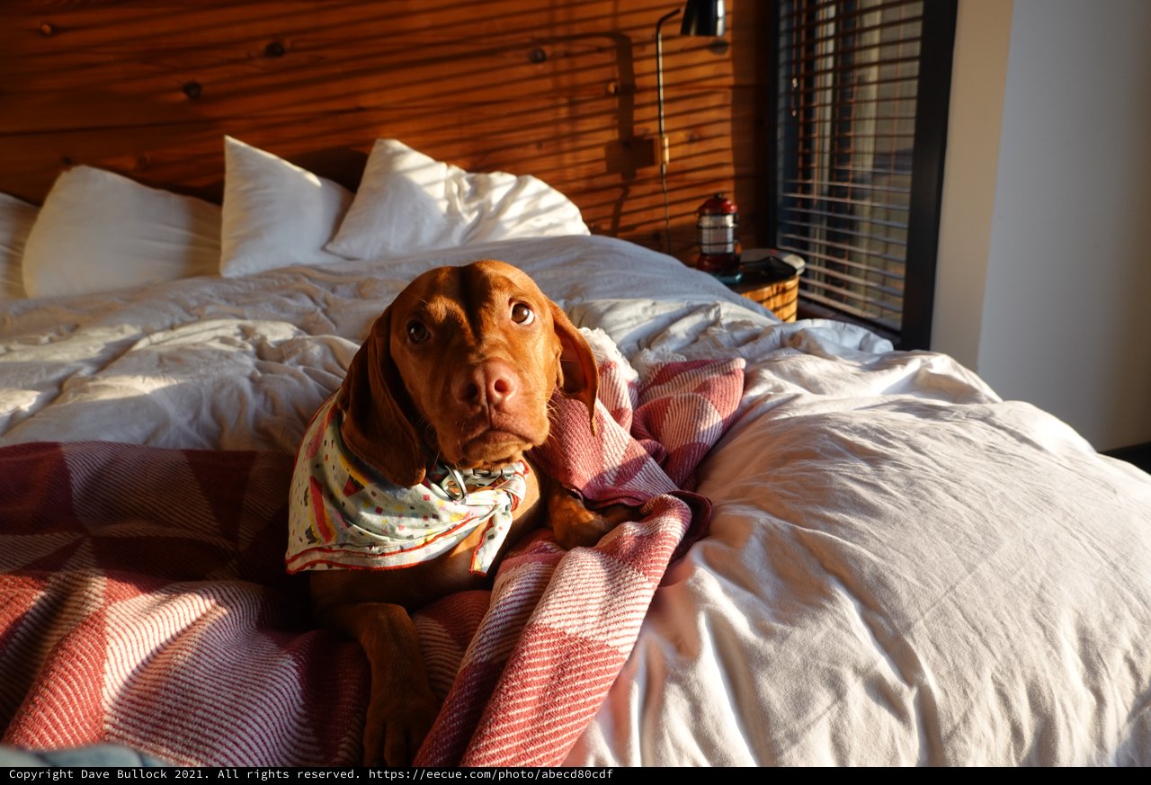 Cozy Dog Relaxing on Sunlit Bed