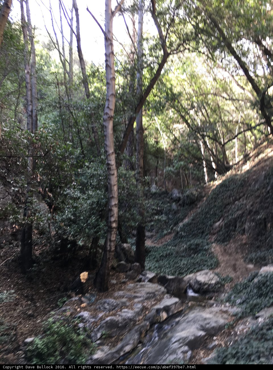 Serenity in the Angeles National Forest