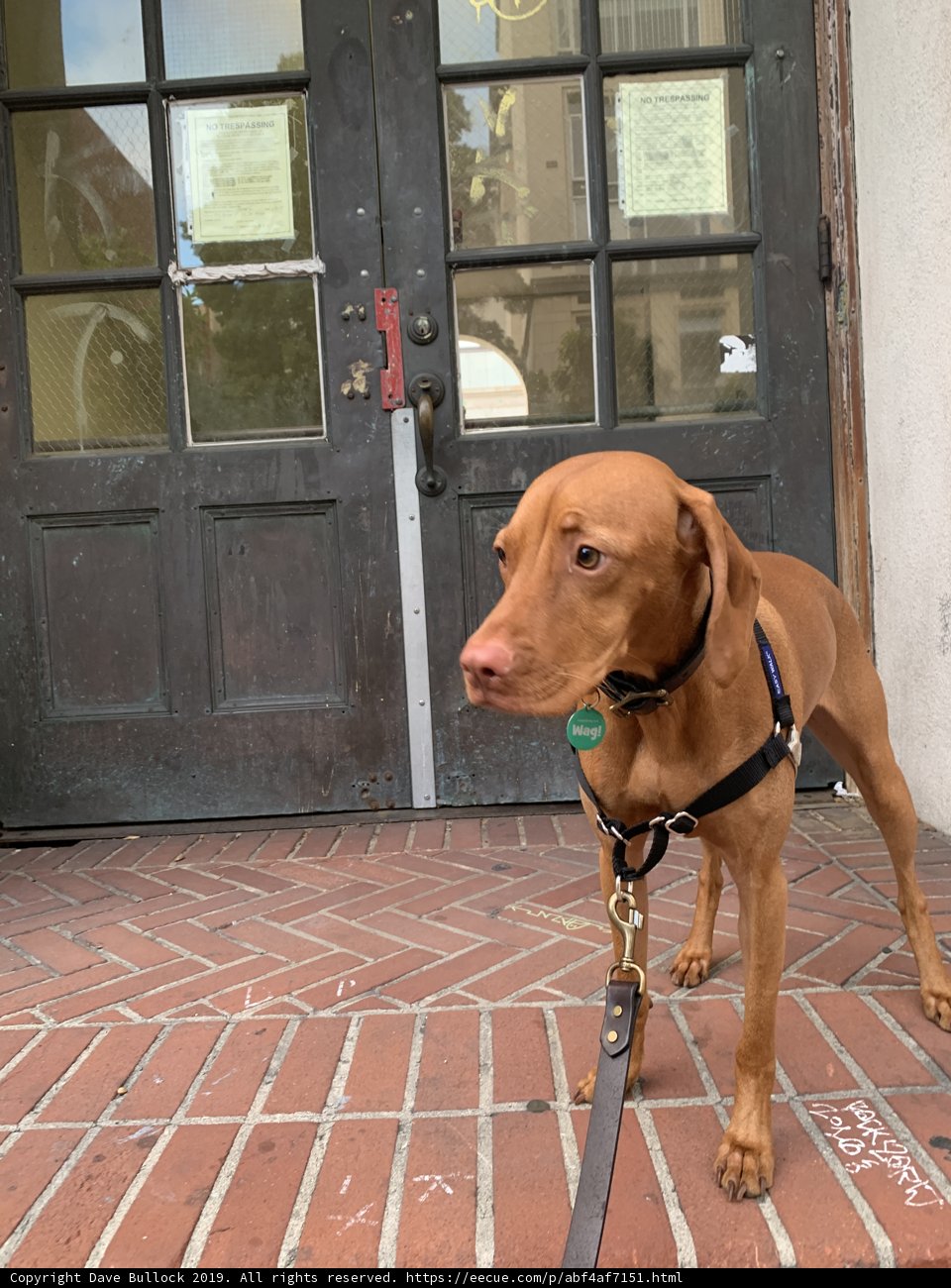 A Vizsla on a Brick Sidewalk