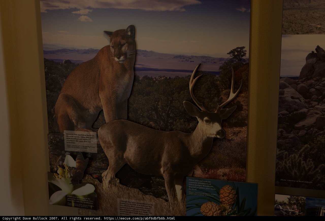 Coexisting Predators