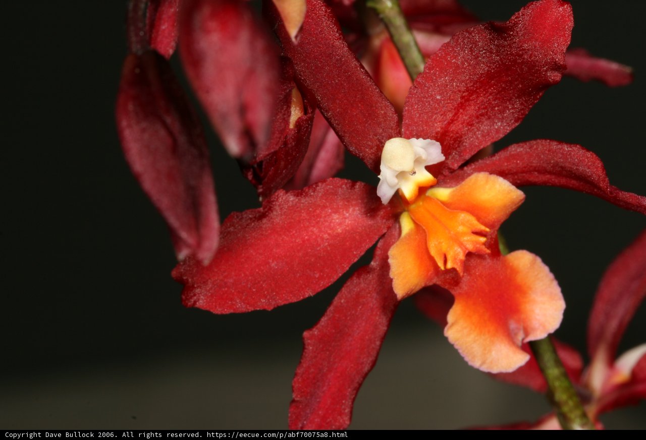 Fiery Kisses
