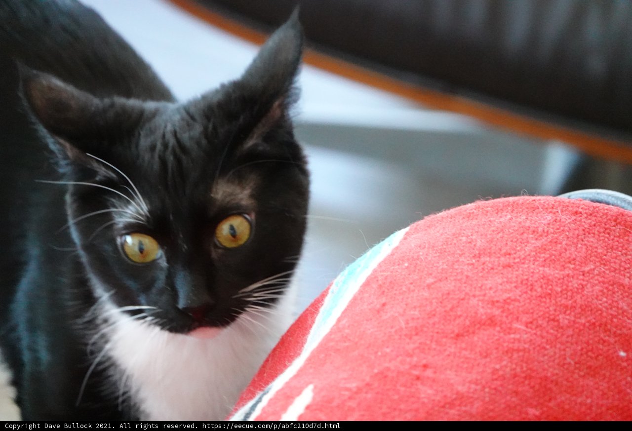 Intense Stare