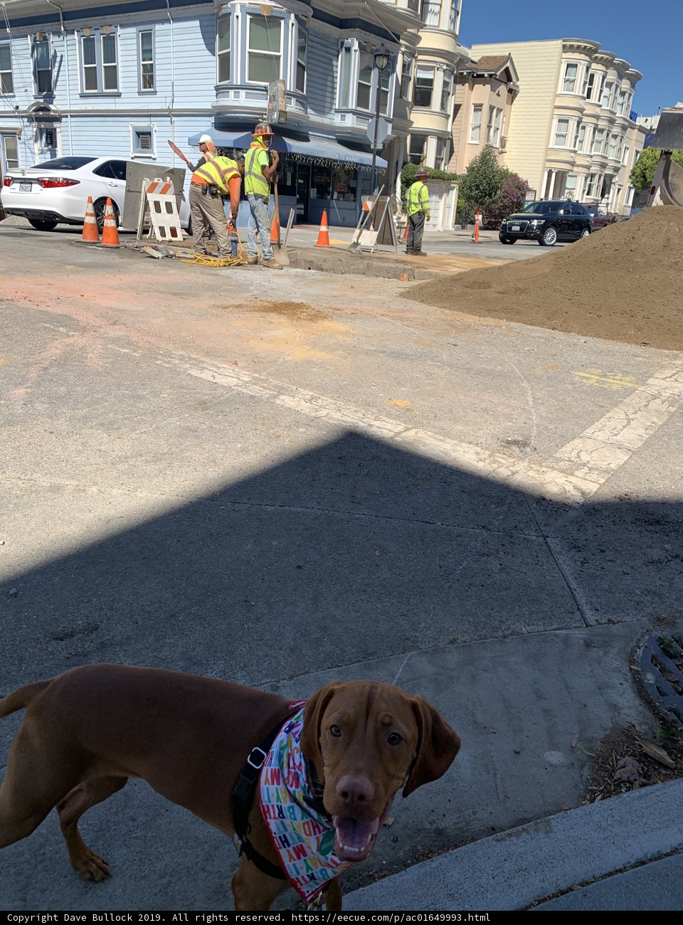 Streetwise Pooch