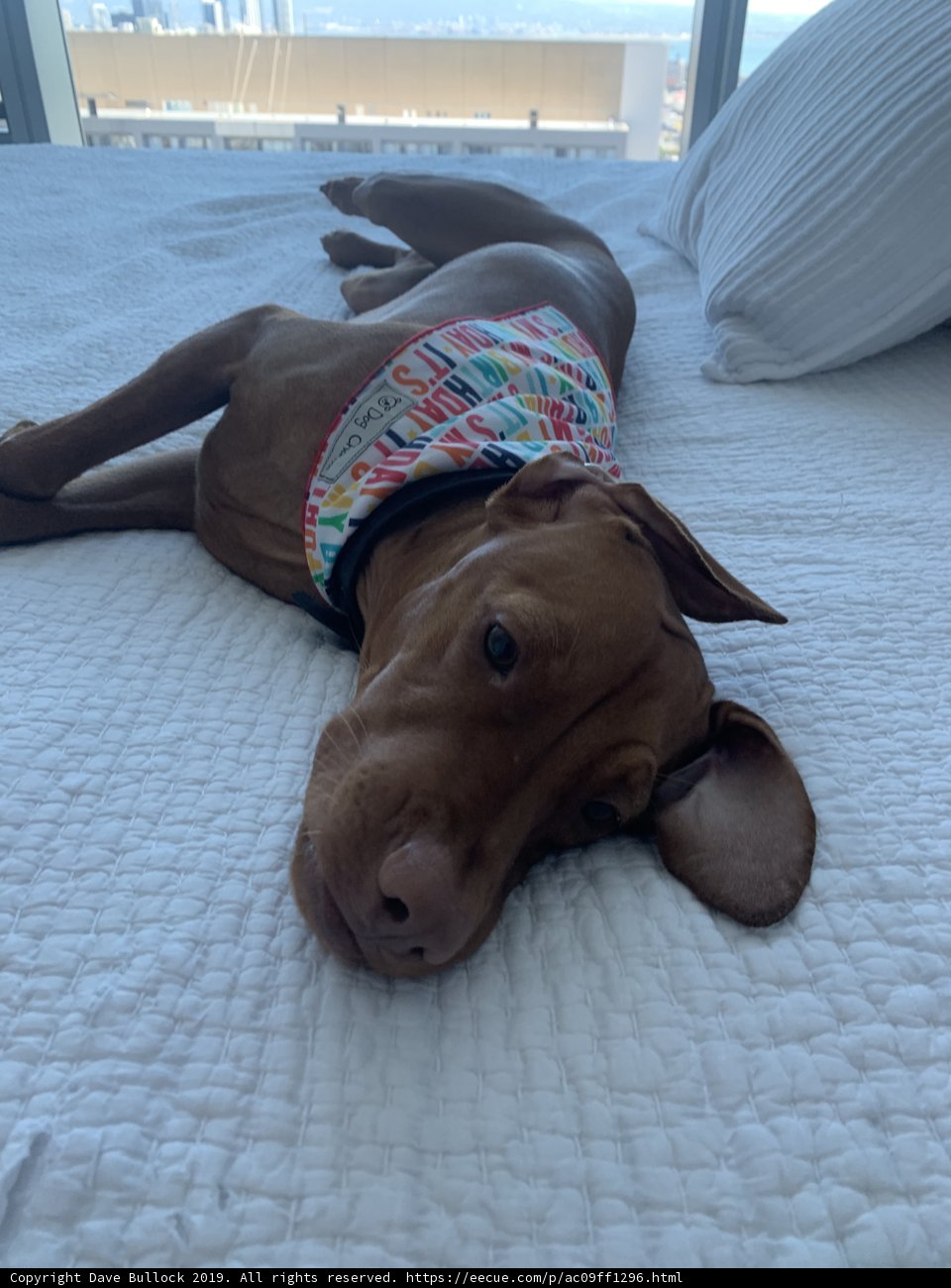 Furry Friend Takes a Snooze on San Francisco Bed