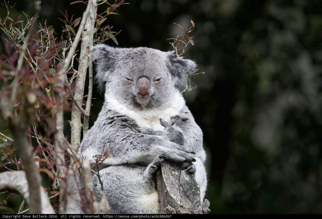 Cherished Encounter at SF Zoo